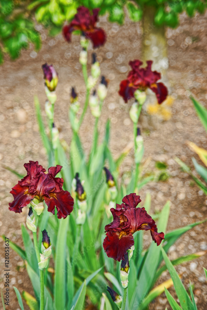 Red Iris in Kitchen garden