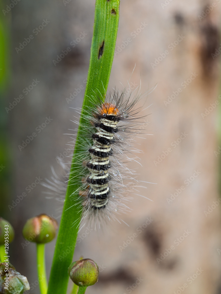 Caterpillar Walking