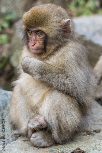 Determined Baby Japanese Macaque © Fabrice