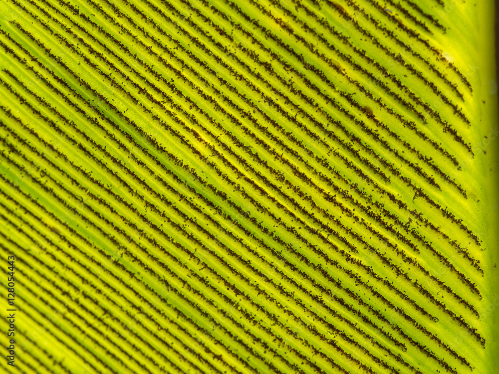 Fototapeta premium Spores of Aspleniaceae Fern