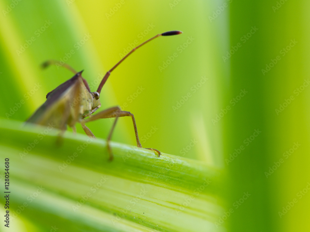 Naklejka premium Little Brown Insect