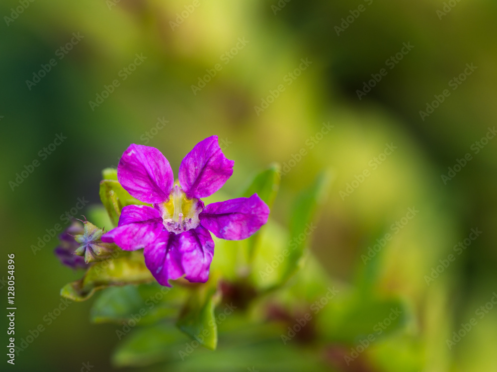 Purple False Heather Flowers Purple False Heather Flowers