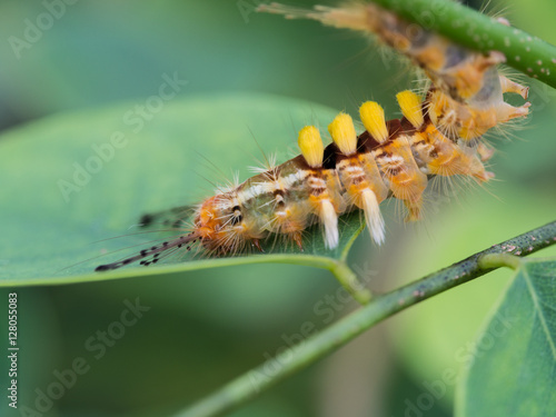 Caterpillar Walking