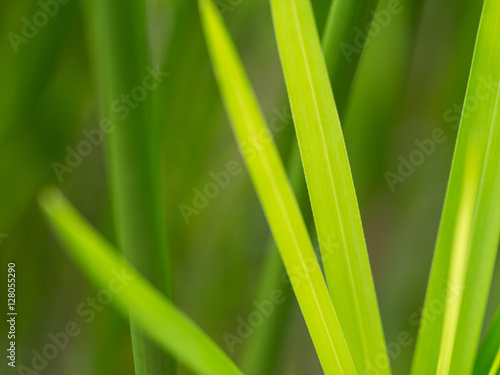 Blurred of Reed Leaf