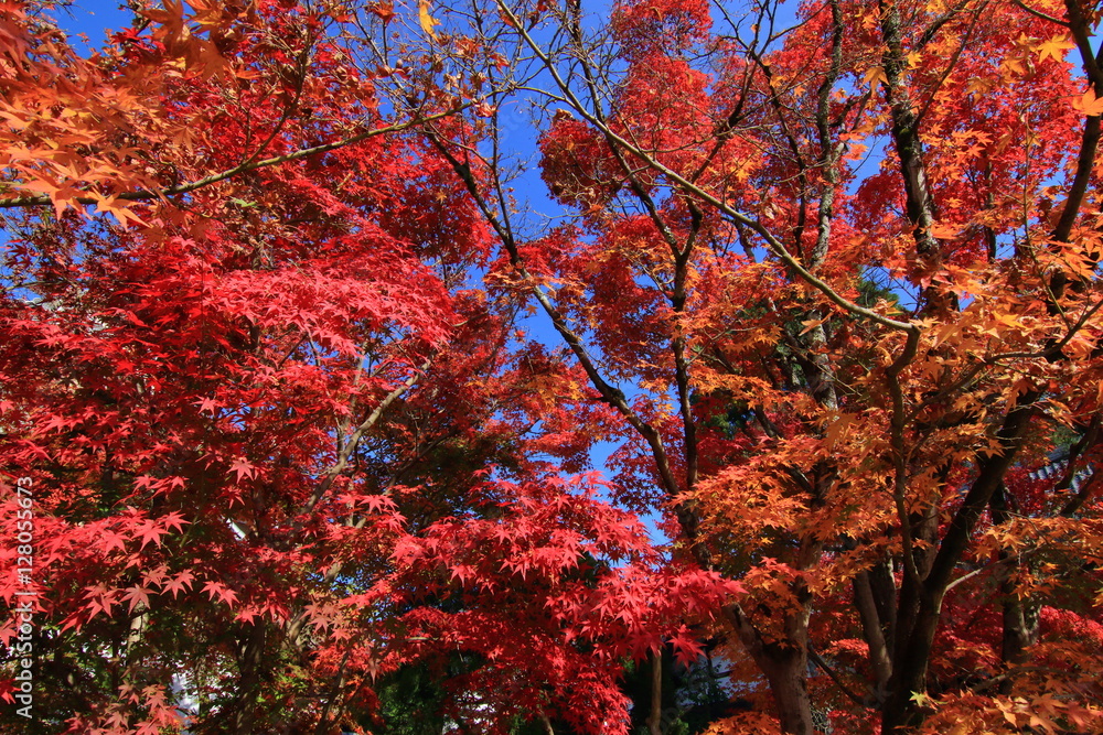 autumn leaves