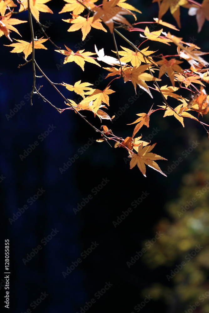 autumn leaves