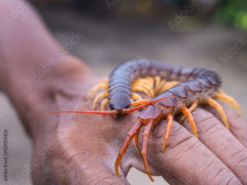Centipede Walked on Worker Hand