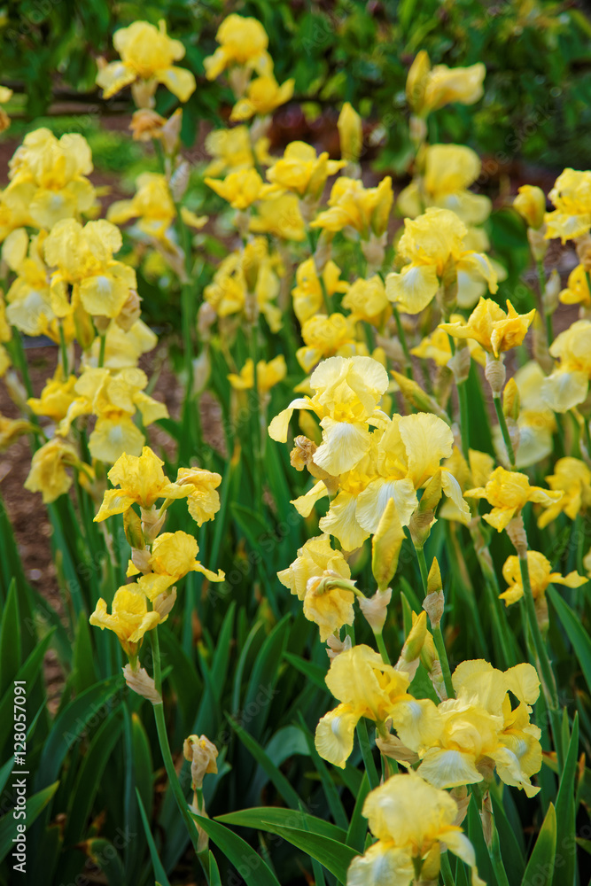 Yellow Iris flowers in Kitchen garden