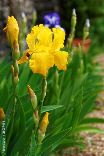 Fototapeta Naklejka Na Ścianę i Meble -  Yellow Iris in Kitchen garden