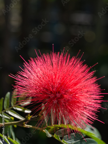 Red Powderpuff Flower Blooming photo