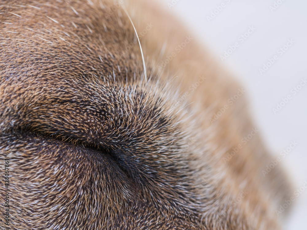 Dog with Eye Closed Stock Photo Adobe Stock