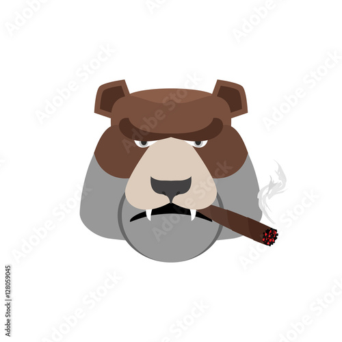 Angry bear with cigar. Aggressive Grizzly isolated