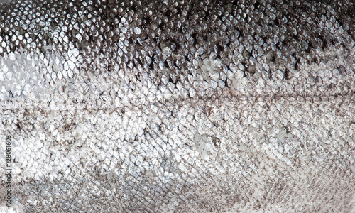 Trout fish scale