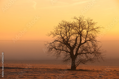 Lonely tree on the field at mysterious sunrise