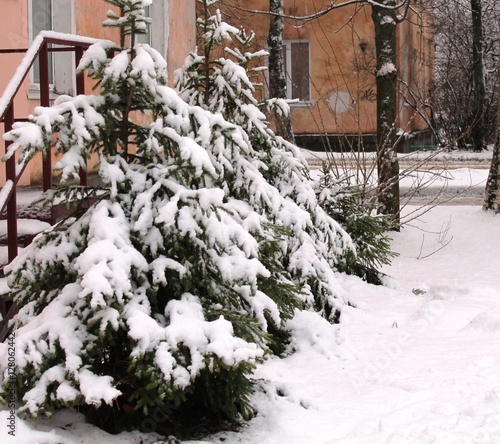 Snowy fir trees in a row