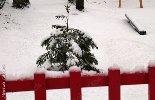 Fir tree behind the fence