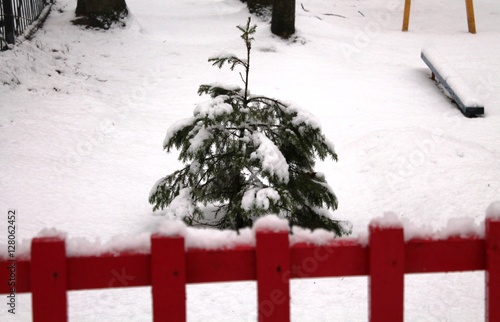 Fir tree behind the fence