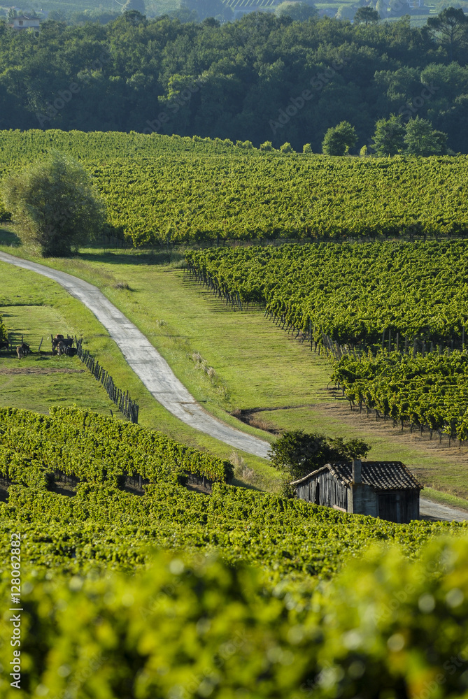 Famous wine route in Bordeaux vineyards, Aquitaine