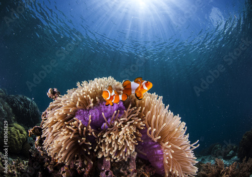 Leinwand Poster anemone and clown-fish