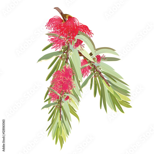Red Flowering Bottlebrush Tree realistic Vector