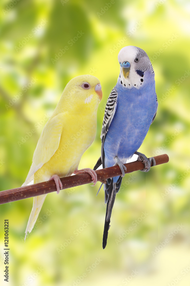 Fototapeta premium two birds are on a green background