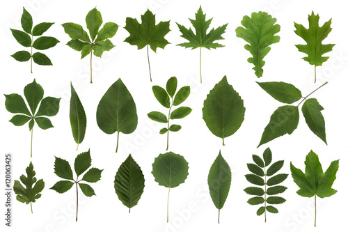 Green natural colour leaf collection set isolated on a white background. Herbarium series.