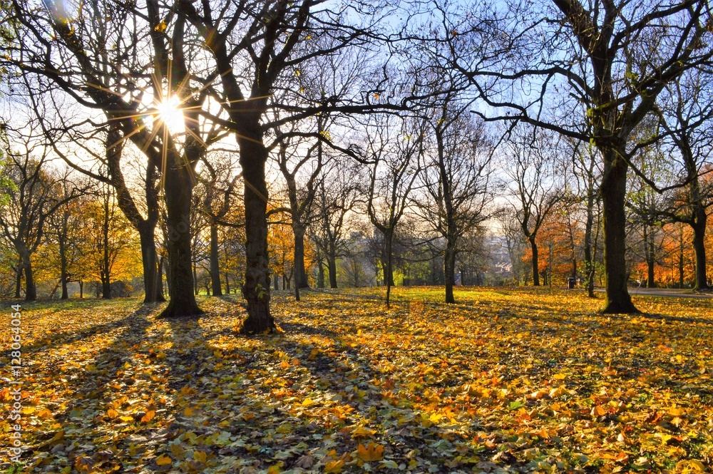 A colourful late Autumn landscape. A colourful late Autumn landscape.