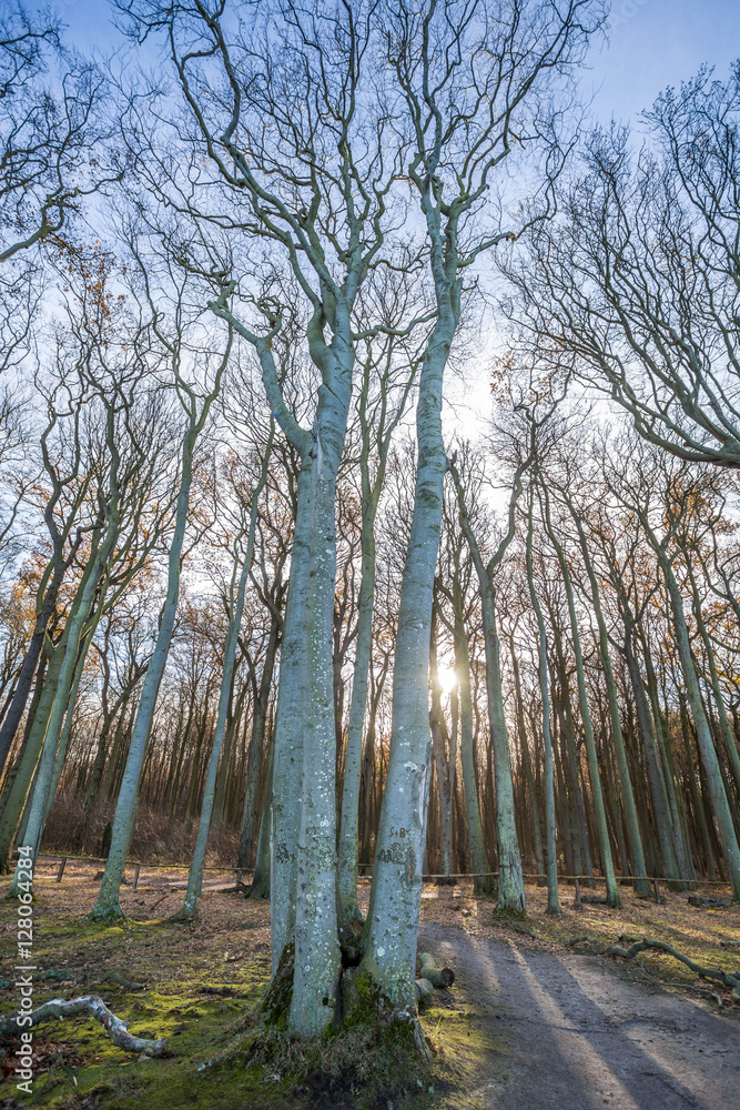 Obraz premium gespensterwald