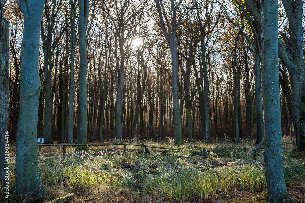 Obraz premium gespensterwald