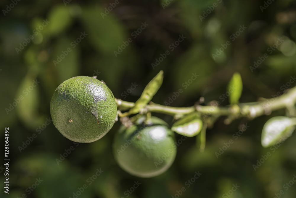 Naranjas verdes madurando en un naranjo. Naranjas verdes madurando en un naranjo.
