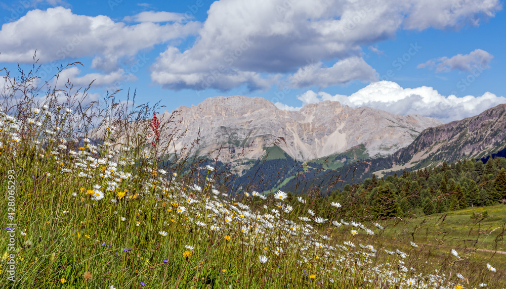 Fototapeta premium Val di Fiemme, Italy, summer lanscape with Dolomites Alps in background and flowers in foreground. 