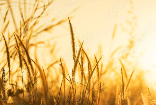 Close up silhouette grass flower or setaceum pennisetum fountain grass on sunset background.