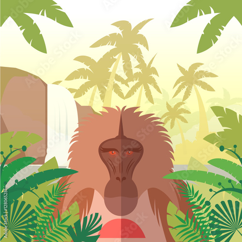 Baboon on the Jungle Background
