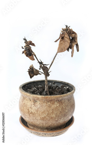 dead pot plant on white background