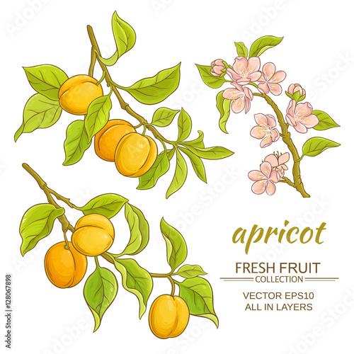 Foto apricot vector set