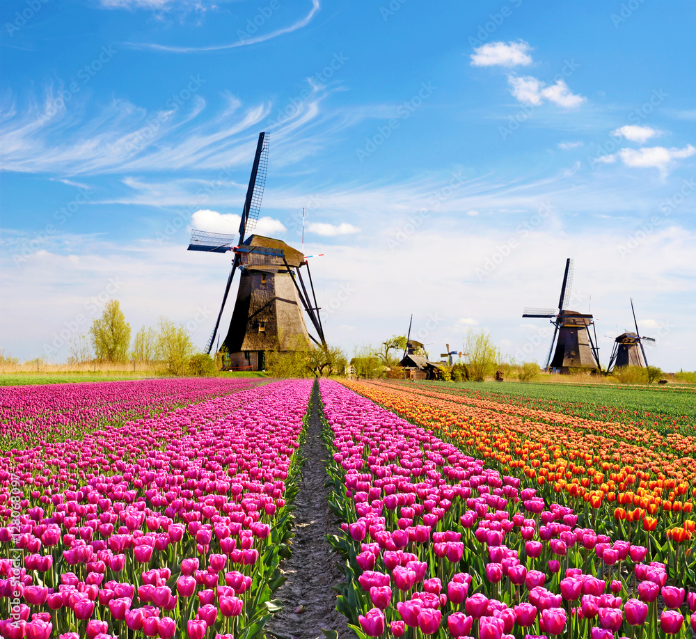 A magical landscape of tulips and windmills in the Netherlands.