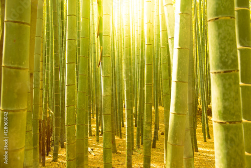 Arashiyama bamboo forest in Kyoto  Japan.