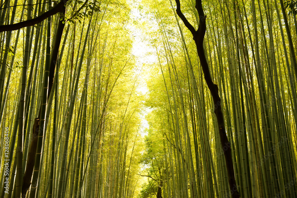 Arashiyama bamboo forest in Kyoto, Japan. Arashiyama bamboo forest in Kyoto, Japan.