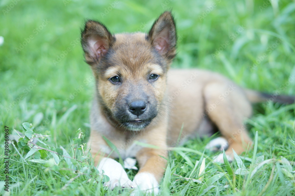 Puppy is lying in the meadow