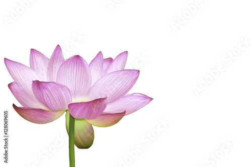The Lotus Flower.White Background.Shooting location is the Sankeien in Yokohama, Kanagawa Prefecture Japan. 