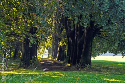 Viale alberato in campagna