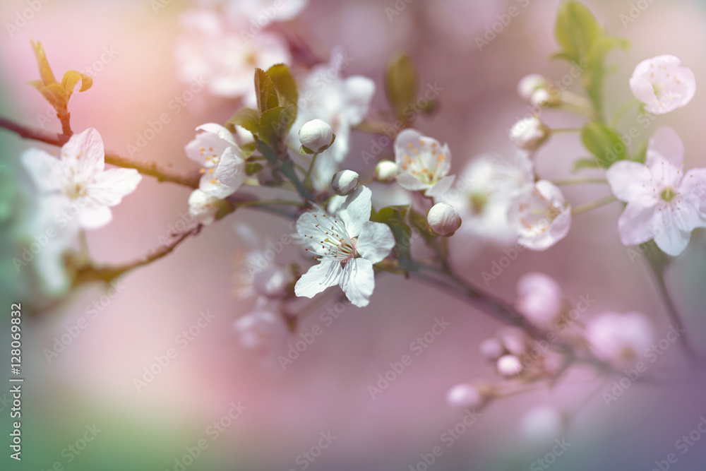 Selective focus on flowering - blooming fruit tree
