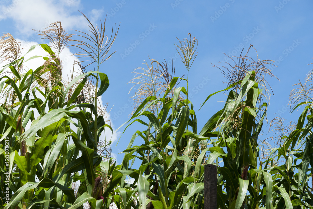Young organic corn in Guatemala Young organic corn in Guatemala