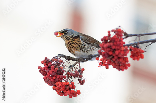 the thrush bird eats the ripe red Rowan berries in winter Park