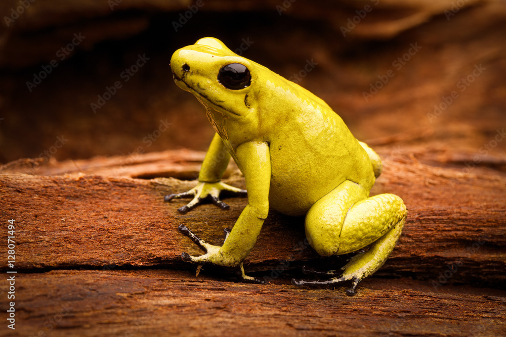 Fototapeta premium poisonous frog Phyllobates terribilis from the tropical Amazon rain forest of Colombia, a poisonous animal
