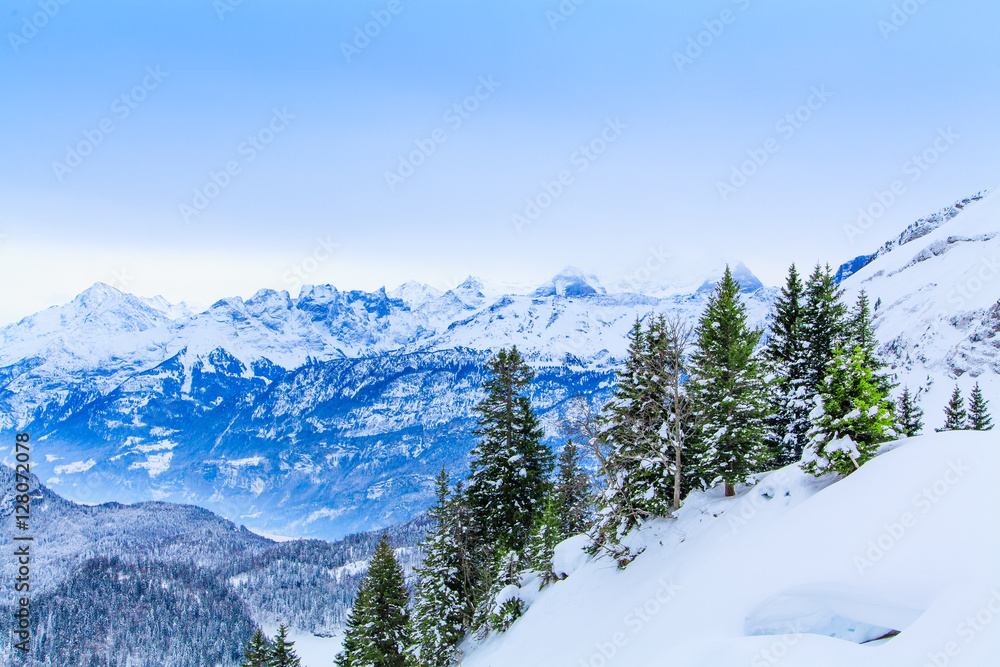 Beautiful winter landscape.  snow covered trees