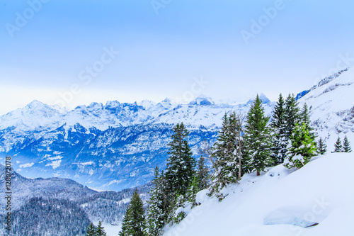 Beautiful winter landscape.  snow covered trees © EwaStudio