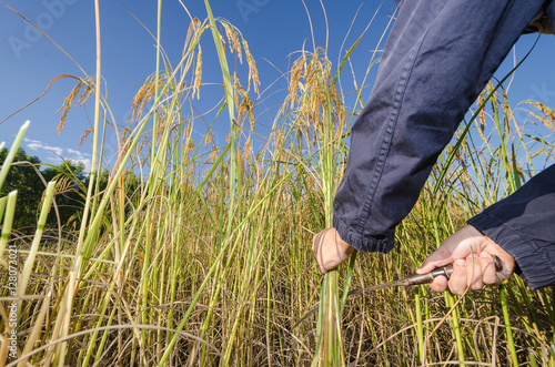 Fotografie Farmer is cutting a bunch of sticky rice in the field by using a
