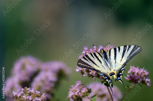 Purple flowers with a butterfly