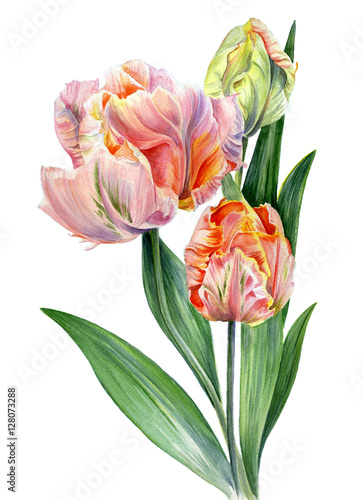 Watercolor tulips Parrot lady isolated on white background #128073288